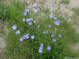 Image result for Cichorium intybus