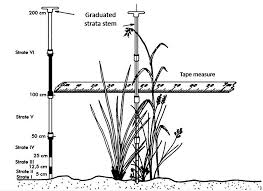 Image result for Enteropogon prieurii
