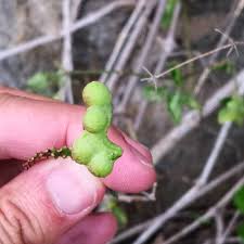 Image result for Maerua triphylla