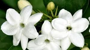 Maybe you would like to learn more about one of these? Bosan Saat Bekerja Di Rumah Rilekskan Tubuh Dengan 3 Bunga Ini Melati Hingga Lavender Tribun Palu