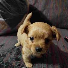 They are usually very playful and curious, but you might be surprised at just how much of their time they spend sleeping. My Dog Is 6 Weeks Old I Have Been Given Him Puppy Food With Water When Should I Just Came From Just Plain Puppy Dog Food Petcoach