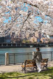 We did not find results for: Cherry Blossoms On Roosevelt Island
