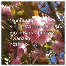 Kanzan cherry trees grow best in full sun, which means it needs at least six hours of direct, unfiltered sunlight each day. 5 Flowering Cherries You Will Love
