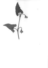 Image result for Convolvulus farinosus