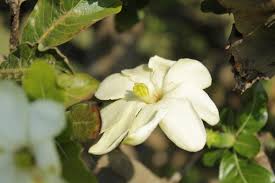 Image result for Gardenia ternifolia