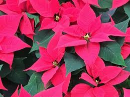 Discover your birth month flower! Top 25 Birth Month Flowers And Their Meanings With Pictures