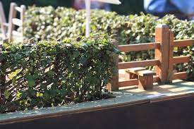 For example, an uncommon bonsai comes from an uncommon seed. Bonsai Hedge Swindon District Bonsai