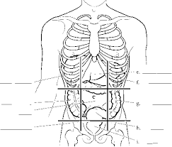 Be able to identify each body cavity on the torso model and know which major organs are housed within each cavity. Anatomical Planes Of The Body Spinal Cord Rr School Of Nursing