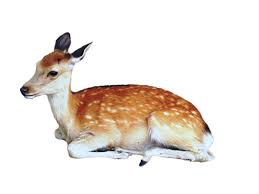 Precut Deer Png By Kayleero On Deviantart Animals Cute Animal Drawings Baby Animals