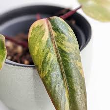 Regular misting recommended to promote healthy growth but do not overwater. Philodendron Strawberry Shake We Love Aroids