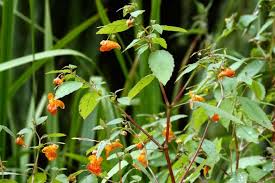 Image result for Impatiens zombensis