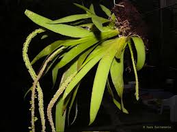 Image result for Oberonia