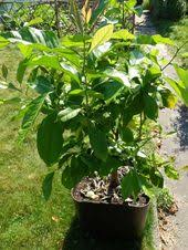 Culture Du Citronnier Faire Germer Des Graines Citronnier Graines De Citron