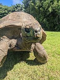 Jonathan Tortoise Wikipedia