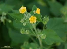 Image result for Abutilon sonneratianum