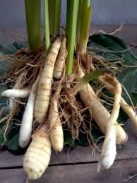 Image result for Maranta arundinacea