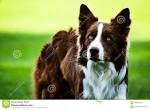 Border Collie Puppies For Sale - AKC PuppyFinder