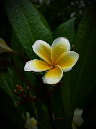 Rain Flowers Pictures | Download Free ...
