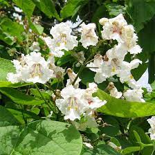 White dogwoods can planted in full sun. Northern Catalpa Tree On The Tree Guide At Arborday Org