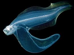 Common black devil scientific name: Deep Sea Animals Life Fundamental Patterns Convergent Evolution Other Worlds Science Heathenscience Heathen