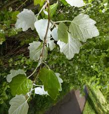 Image result for Populus ×  canescens