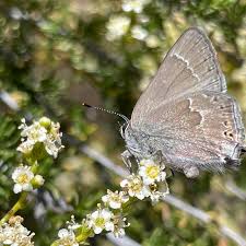 Image result for Satyrium macrophyllum