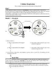 Get free cellular respiration overview pogil answer key rmhs cellular respiration is essentially the same reaction as combustion, but the oxidation of glucose occurs in several controlled steps. G H 5 How Many Atp Molecules Are Produced During Glycolysis I J 6 What Course Hero