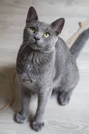 Grey Cat With Green Eyes This Is A Grey Cat With Green Eyes Fine Art Print From A Limited Edition Of 99 The Image Is Russian Blue Russian Blue Cat Grey Cats