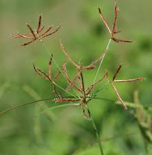 Image result for Cyperus tenax