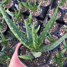 Image result for Aloe carnea