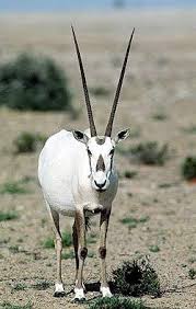 منتديات ستار تايمز Arabian Oryx Omani Arabians
