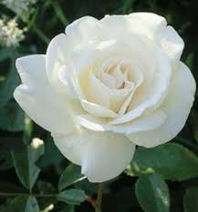 Masih banyak sebenarnya varian dari bunga. Jual Tanaman Mawar Putih White Rose Bibitbunga Com