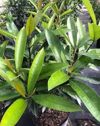 Image result for Ixora seretii