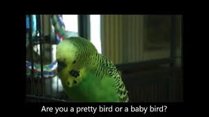 Birds That Start With Q In Spanish A Little Love From Disco The Talking Parakeet Animals Are Beautiful People Spanish Inquisition Funny Birds