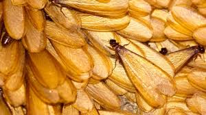 After mating, they shed their wings. Do Termites Fly 17 Frequently Asked Questions About Flying Termites