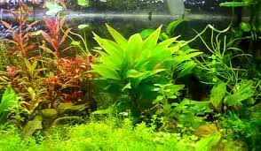 Maybe you would like to learn more about one of these? The 10 Best Plants For Freshwater Aquarium Aquarium Adviser