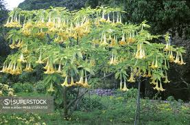 Image result for Brugmansia aurea