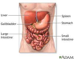 Review abdominal anatomy with an expert! Abdominal Exploration Series Normal Anatomy Medlineplus Medical Encyclopedia