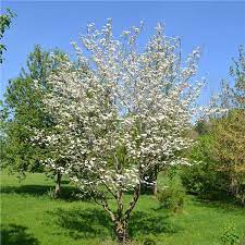 Most of the species have the capacity to withstand the weather conditions outside. White Dogwood Tree On The Tree Guide At Arborday Org