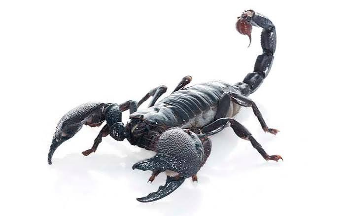 Scorpion Facts and Information - Scorpion Facts and Information
