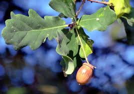 Maybe you would like to learn more about one of these? Hd Wallpaper Acorn Leaves Color Brown Branch Autumn Fruit Oak Tree Wallpaper Flare