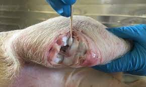 Post tutorial rss post mortem. Pigs A Step By Step Guide To Sampling And Post Mortem Agriculture And Food