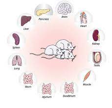 Human protein atlas ретвитнул(а) human proteome. Proteine Atlas Rat Proteine Atlas Rat An Atlas Of The Protein Coding Genes Multiple Tissues And Cell Lines Are Systematically Assayed Images Made