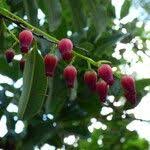 Image result for Agarista salicifolia