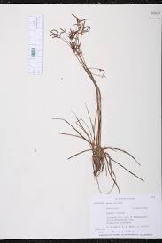 Image result for Cyperus sp.no.5