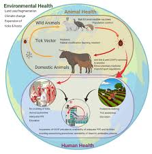 Check spelling or type a new query. Crimean Congo Hemorrhagic Fever Virus Cchfv Routes Of Transmission Download Scientific Diagram