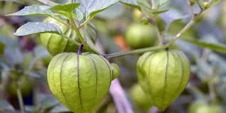 Use a frost blanket to protect. How To Grow Tomatillos With Ease And Make Delicious Salsa Verde Too