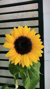 Bunga matahari atau biasa disebut sunflower tidak hanya memiliki bentuk mirip dengan matahari, tetapi pertumbuhannya juga sangat bergantung pada intensitas sinar matahari. Pin Oleh Huyá»n Nguyá»…n Di Imagem De Fundo Biji Bunga Matahari Bunga Bunga Matahari