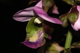 Image result for Eulophia horsfallii