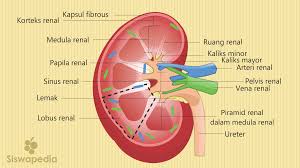 Bagian Bagian Ginjal Atau Struktur Ginjal Dan Fungsi Ginjal